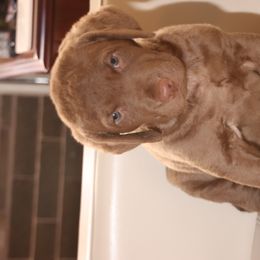 Chesapeake Bay Retriever Puppies from Colorado River Retrievers