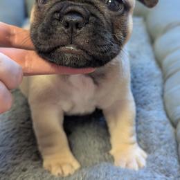 Michael - Fawn and white male French Bulldog puppy in Rochester, New York from Upstate Champion Kennels