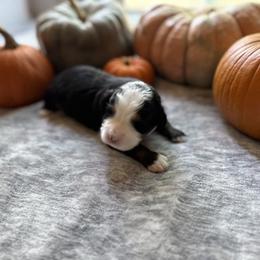 Christopher Robbins (Robbins) - Tri-color male Bernedoodle puppy in Northglenn, Colorado from Colorado Bernedoodle Babies