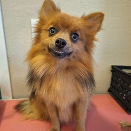 Ember - Pomeranian