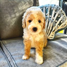 Max - Yellow and white male Bernedoodle puppy in Willacoochee, Georgia from Kitandkboodle's Doodles