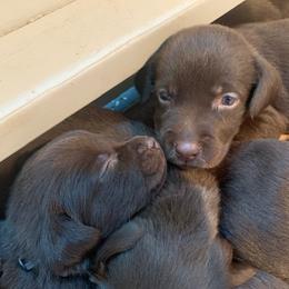 Labrador Retriever Puppies from Vetro's Duck Dogs