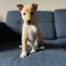 Potato - Sable male Collie puppy in Provo, Utah from Cor Collies
