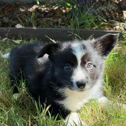 Vega - Black and white female Cardigan Welsh Corgi puppy in San Diego ,Ca, California from SoCal Native Corgis