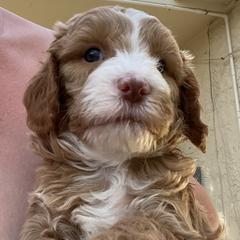 Australian Cobberdog Puppies from Mud Pies Australian Cobberdogs