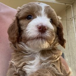Australian Cobberdog Puppies from Mud Pies Australian Cobberdogs