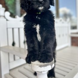 Bernedoodle Puppies from Doodle Dogs KY