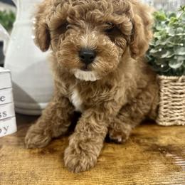 Cavapoo Puppies from Mustard Seed Cava Co.