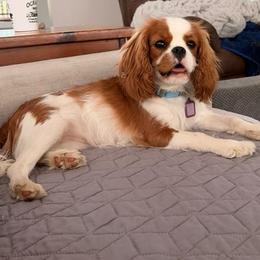 Maisie - Blenheim female Cavalier King Charles Spaniel puppy in Washington, North Carolina from Farmhouse Cavaliers NC