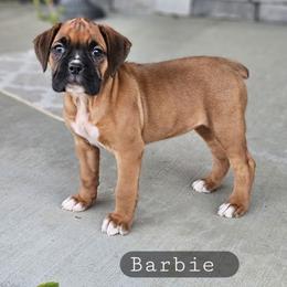 Barbie - Fawn female Boxer puppy in Newville, Pennsylvania from Zimmerman's Pets