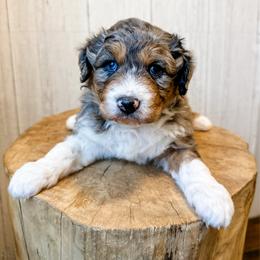 Corin - Blue merle male Aussiedoodle puppy in Arlington, Washington from Doodle Love Laugh