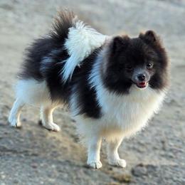 Mina - Pomeranian