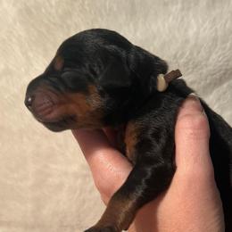 Brown - Black and rust male Doberman Pinscher puppy in Muskegon, Michigan from HillStone Dobermans