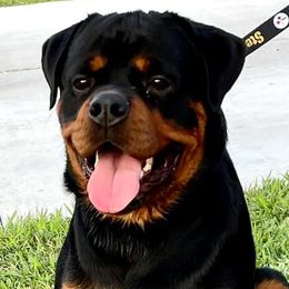 Rottweilers from Jen Freilich