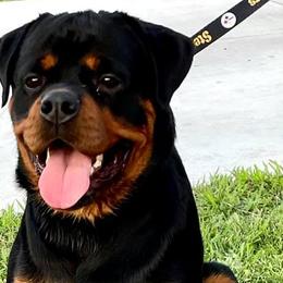 Rottweilers from Jen Freilich