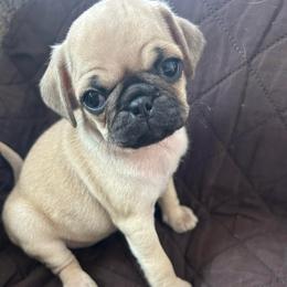 Fawn girl - Fawn female Pug puppy in Norborne, Missouri from Pug Palace