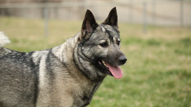 Norwegian Elkhound