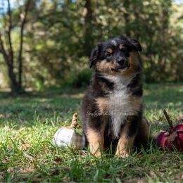 Ruby - Red Collar - Black tri female Miniature Australian Shepherd puppy in Lacombe, Louisiana from Indigo River Toy & Mini Aussies
