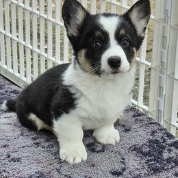 Cardigan Welsh Corgi Puppies from Welswood Cardigans