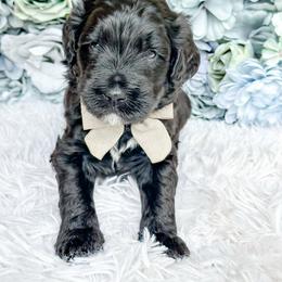 Bean - Black and white male Bernedoodle puppy in Otisville, Michigan from Danie’s Darling Doodles LLC