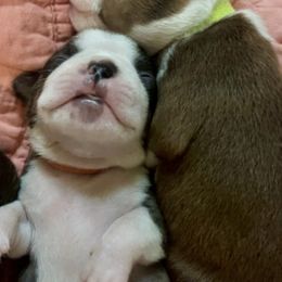 Boston Terriers from Bosco’s Bostons