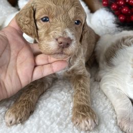 Clark - Apricot male Goldendoodle puppy in Ottawa, Ohio from Simply Beautiful Goldendoodles