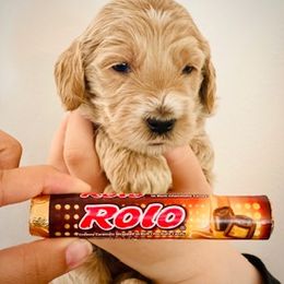 Goldendoodle Puppies from Mountain Mini Doodles