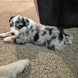 Blue merle male - Blue merle male Australian Shepherd puppy in Crooksville, Ohio from VanHorn Australian Shepherds