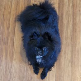 Adella - Pomeranian