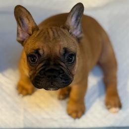 Hickory - Fawn male French Bulldog puppy in Newport, Oregon from Blue Coast Bulldogs