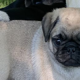 Pugs from Holland Pugs