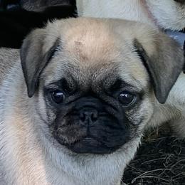 Pugs from Holland Pugs