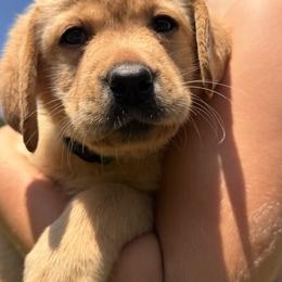 Light blue - Yellow male Labrador Retriever puppy in Anderson, South Carolina from Iris Aislings Labradors