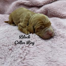 Bullseye - Apricot male Australian Labradoodle puppy in Rhode Island from Highland Beach Labradoodles