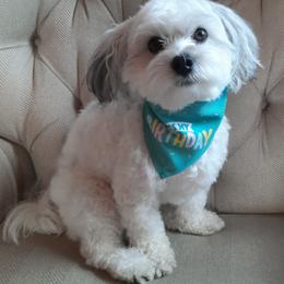 Coton de Tulear and Poodle Puppies from Legacy Pets