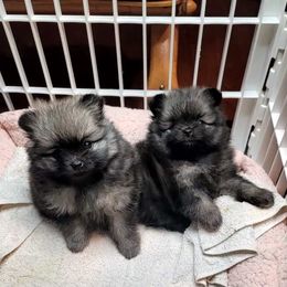 Pomeranian Puppies from JaElle Pomeranians