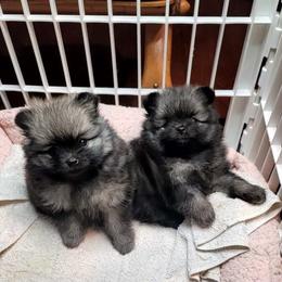 Pomeranian Puppies from JaElle Pomeranians