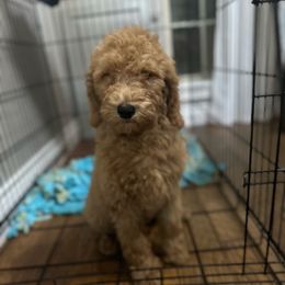 Big red - Red  female Goldendoodle puppy in Quitman, Texas from Wright Doodles