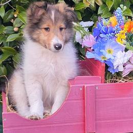 Bear - Sable and white male Shetland Sheepdog puppy in Altha, Florida from Hill Top Shelties