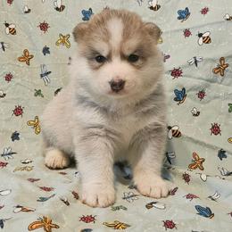 Bo - Silver and white male Pomsky puppy in Stover, Missouri from Lx2 County Line Pomskies