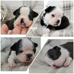 4th pick female OPEN - Black and white female Boston Terrier puppy in Morristown, Tennessee from Down in the Holler