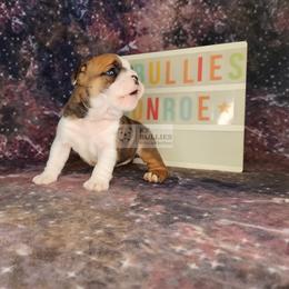 Monroe - Red and white female Bulldog puppy in Hillsdale County, Michigan from KZ Bullies LLC