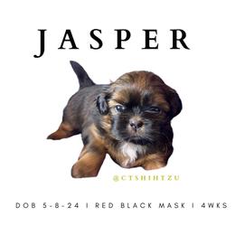 Shih Tzu Puppies from Crown & Tress Shih Tzu