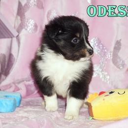 Odessa - Tri Color Girl - Black white and tan female Shetland Sheepdog puppy in Frazeysburg, Ohio from Mountain High Kennels