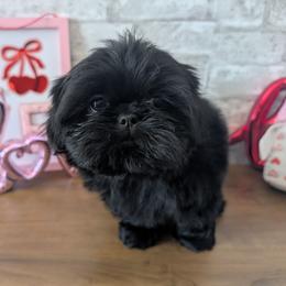 Snoop - Black male Shih Tzu puppy in West Pawlet, Vermont from Morgan's Shih Tzus