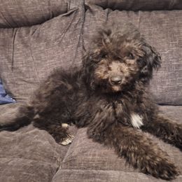 Blanc (White collar) - Black female Goldendoodle puppy in Stevensville, Montana from 3 Willows Doodles