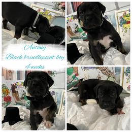 Antony - Black male Great Dane puppy in Logan, West Virginia from Zealous Danes