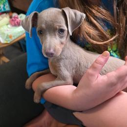 SFM2 4-26 Dark Blue Collar - Fawn (isabella) and tan male Miniature Pinscher puppy in Middle Point, Ohio from Knisely's Min Pins-AKC