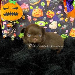 Tanjiro - Chocolate and tan male Chihuahua puppy in Anderson, South Carolina from Lil Treasures Chihuahuas
