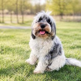 B.B. - Cavapoo